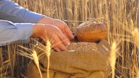 Business man checks the quality of wheat. Farmers hands pour wheat grains in a bag with ears. Harvesting cereals. An agronomist looks at the quality of grain. agriculture concept. close-up.の写真素材