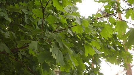 Spring maple. maple tree in the park. leaves on maple branches are pumped by the wind in the summer in forest. Traveling in nature.の写真素材