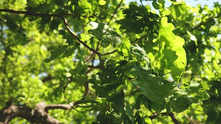 oak forest. Slow motion. green oak leaves on a branch. tree in the park in summer, spring.の写真素材