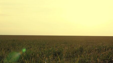 field of winter wheat in early spring in sunset. growing crops. agriculture concept. green field of...
