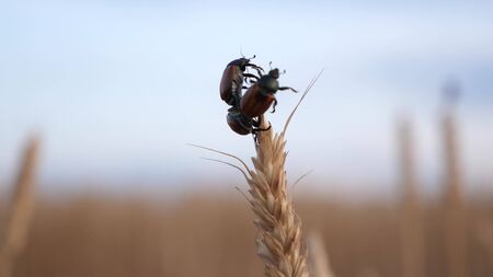 beetle eats and spoils the grain. pest beetle slowly creeping along a ripe spike of wheat in the field. Agriculture. agricultural business. insect control in agriculture.の写真素材