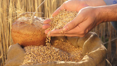 Businessman checks the quality of wheat. agriculture concept. close-up. Farmers hands pour wheat grains in a bag with ears. Harvesting cereals. An agronomist looks at the quality of grain.の写真素材