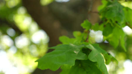 green oak leaves on a branch. oak forest. tree in the park in summer, spring. Slow motion.の写真素材