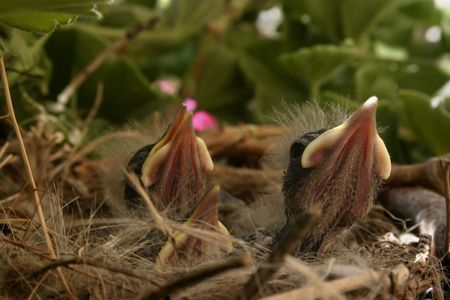 Some young birds crying for food to its mother in the nestの写真素材