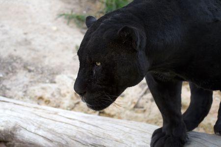 Black jaguar looking for a preyの写真素材