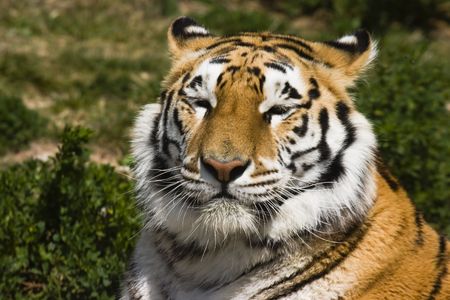 Tiger from a zoo taking a rest.