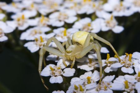 Close-up macro to a spider camouflaged over a lot of flowers similar to its colorsの写真素材