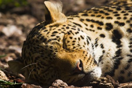 Leopard sleeping in the ground of a zooの写真素材