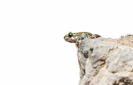 Frog ready to jump from a rockの写真素材
