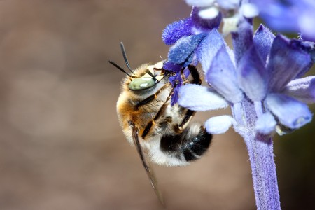 Bee hasvesting nectar from a flowerの写真素材