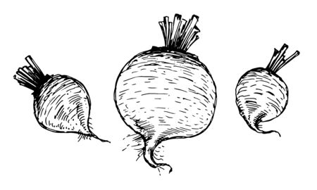 Beetroot, without tops, black and white graphics, drawing made by handのイラスト素材