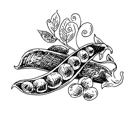 Green peas, pods, black and white graphics, drawing made by handのイラスト素材