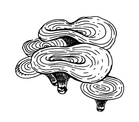 Mushrooms. Set graphics hand drawn, black and white vector. Retro style engravings. Part 8のイラスト素材