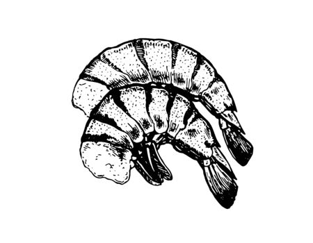 Tiger prawn, vector images. Vector graphics for labels, menus, packaging design, advertising, interior designs and food service signageのイラスト素材