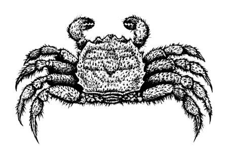 Hairy crab. Seafood, a set of templates for menu design, packaging, restaurants and catering. Hand drawn imagesのイラスト素材