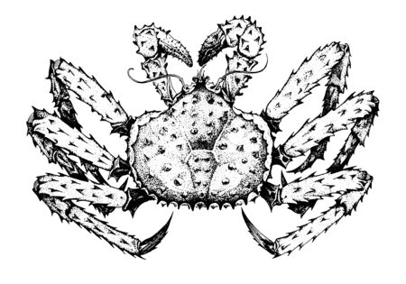 King crab. Kamchatka crab. Seafood, a set of templates for menu design, packaging, restaurants and catering. Hand drawn imagesのイラスト素材