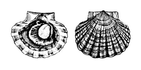 Scallop, open shell with clam. Seafood, a set of templates for menu design, packaging, restaurants...