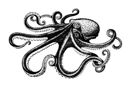 Octopus, Fish collection. Healthy lifestyle, delicious food. Hand-drawn images, black and white graphics.のイラスト素材