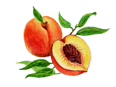 Peach with a leaf, peach slice. Watercolor illustration. Collection of fruits and berries.の写真素材