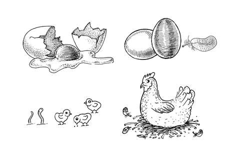 Chicken on the roost, chickens and eggs. Black and white vector drawing. Retro drawing, vintage graphics. Collection of farm products and animalsのイラスト素材