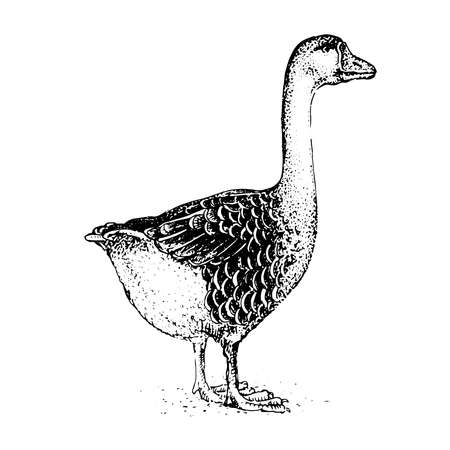 Goose. Black and white vector drawing. Retro drawing, vintage graphics. Collection of farm products and animalsのイラスト素材