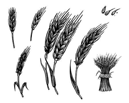 Spikelet, vector illustration. Vintage graphics and handwork. Drawing with an ink pen and pencil. The A spikelet of wheat, rye. Spikelets and grains, a sheaf of ears. A collection of farm products.のイラスト素材