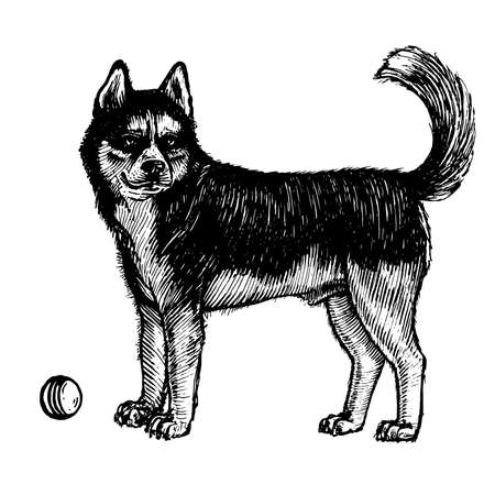 Husky, a dog with a ball, vector illustration. Vintage graphics and handwork. The dog stands near the ball and wants to play with it. Collection of pets.のイラスト素材