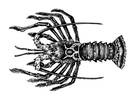 Crayfish, Rock lobsters. Achelata, Palinuridae. Seafood collection. Healthy lifestyle, delicious food. Hand-drawn images, black and white graphics.のイラスト素材