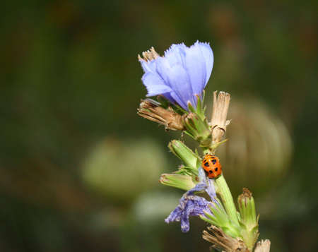 lady bug pupa on blue flowerの写真素材
