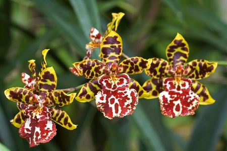 Macro shot for three orchide flowersの写真素材