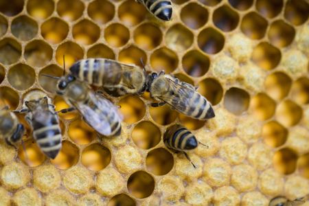 Working bees in the beehive