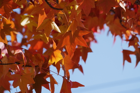 Autumn maple leavesの写真素材