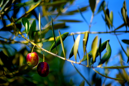 Olive fruitの写真素材