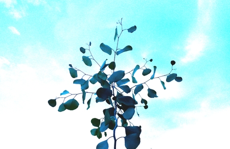 Under the sky of eucalyptus treesの写真素材