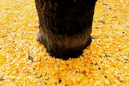 Down at the base, covered with Ginkgo leavesの写真素材