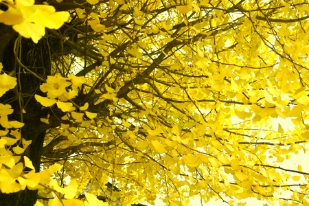 Ginkgo bilobaの写真素材