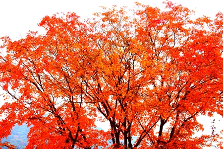 Maple coloredの写真素材