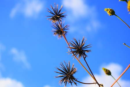 Under the blue sky cosendungusa speciesの写真素材