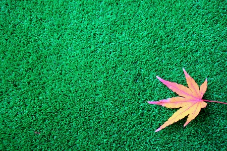 Leaves of grass and foliage materialの写真素材