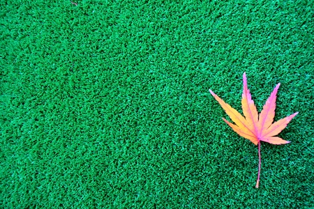 Leaves of grass and foliage materialの写真素材