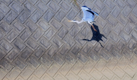 Heron flapped, flyingの写真素材