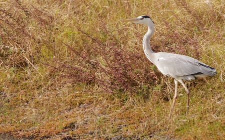 Heron in the Meadowの写真素材