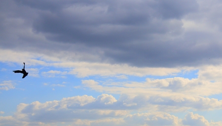 A crow flying through the cloudsの写真素材