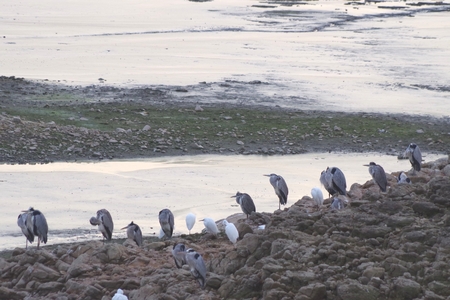 Heron in river and herons flockの写真素材
