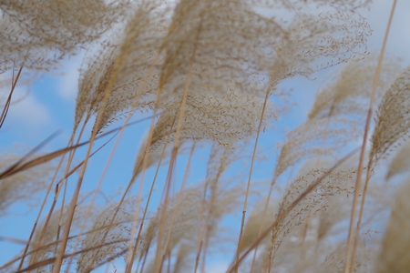 Japanese pampas grass waving in the breeze under a blue skyの写真素材