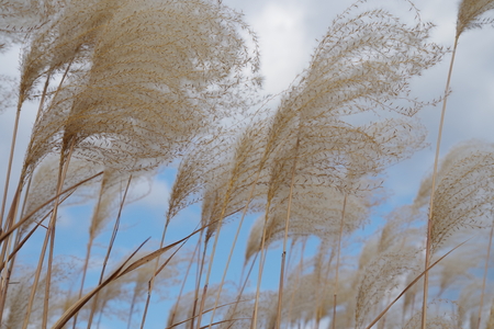 Japanese pampas grass waving in the breeze under a blue skyの写真素材