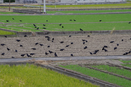 Flock of crows flock to the fieldsの写真素材