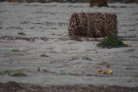 Round baleの写真素材