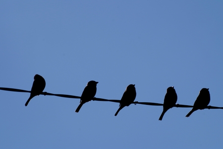 Sparrow on the wireの写真素材