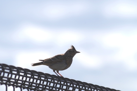 Larkの写真素材